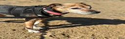 Mixed Breed dogs for sale: (Pippa) Looking for a Retirement Home - Advert 8