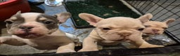 French Bulldog dogs for sale: Top Quality French Bulldog pups- ready now! - Advert 2