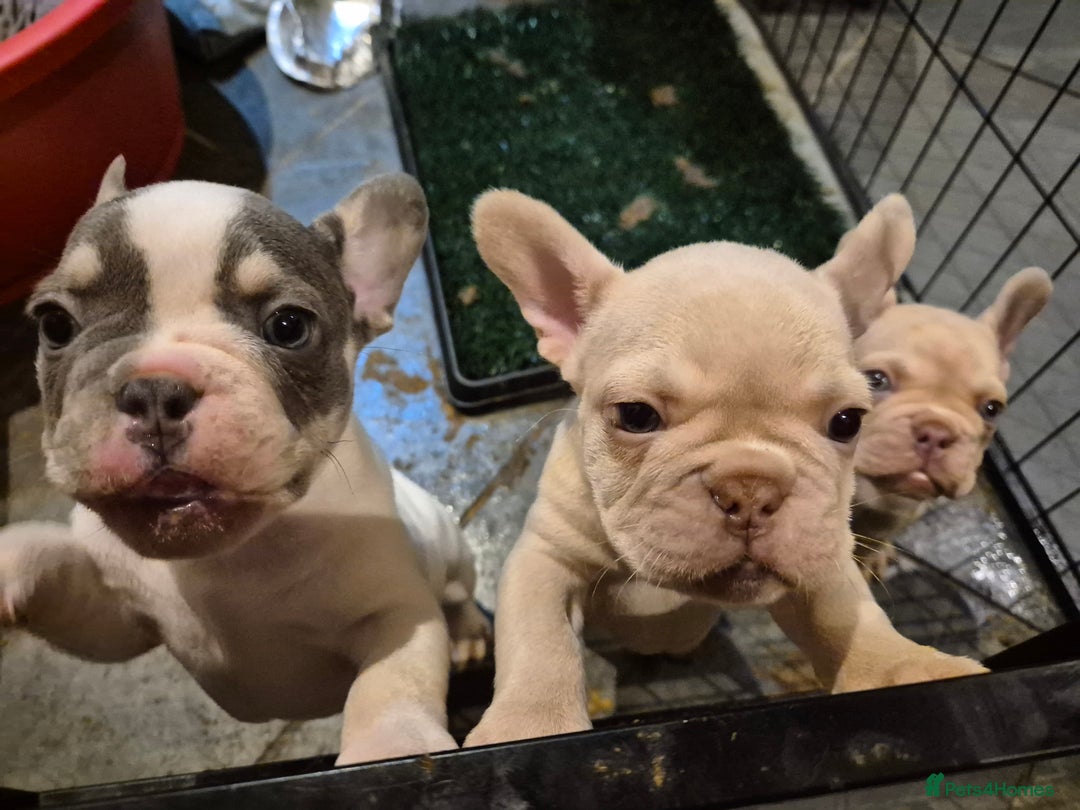 French Bulldog dogs for sale: Top Quality French Bulldog pups- ready now! - Advert 2