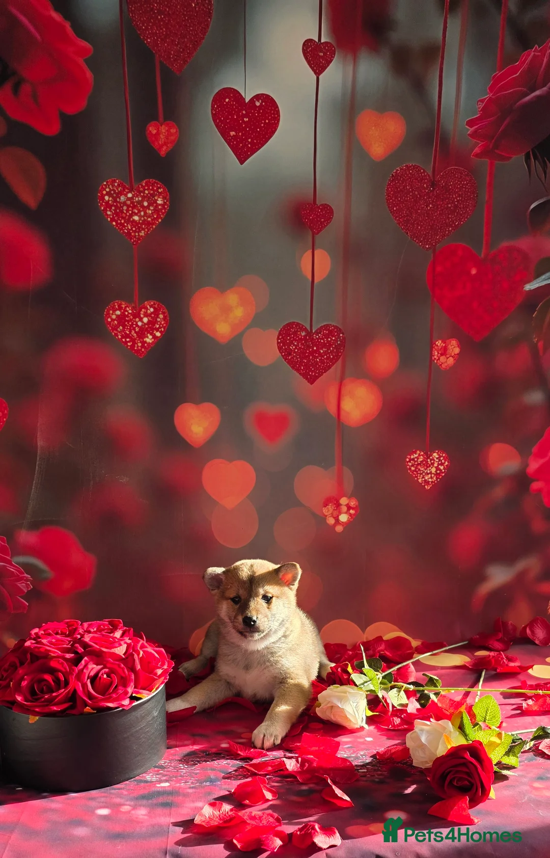 Japanese Shiba Inu dogs for sale: Outstanding Japanese Shiba Inu - Advert 33