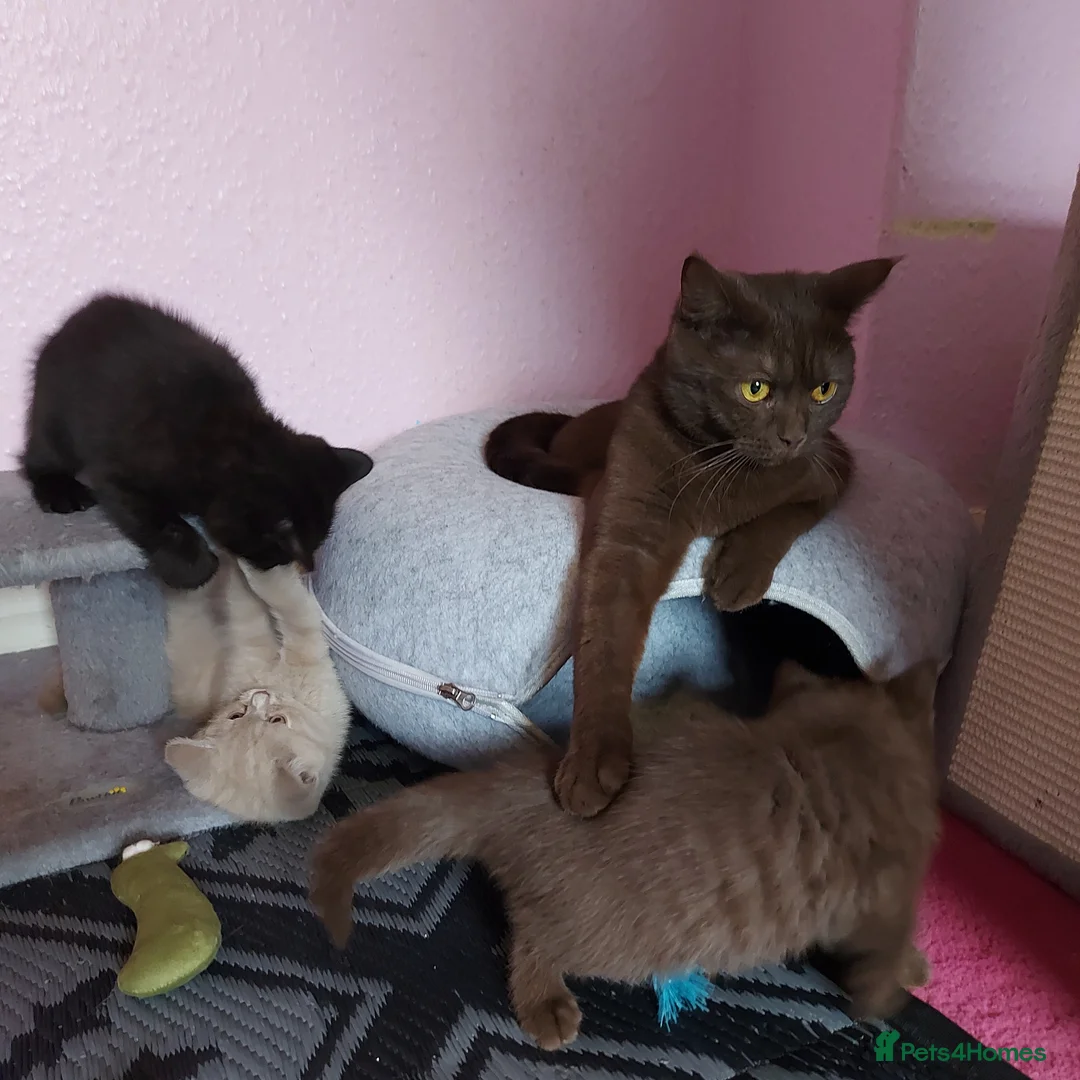 British Shorthair cats for sale: Bradford 4 british shorthair kittens ready  - Advert 1