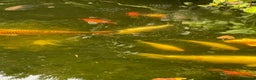 Koi Carp fish for sale: Koi Carp for Sale (rehoming due to baby and dog)  - Advert 24