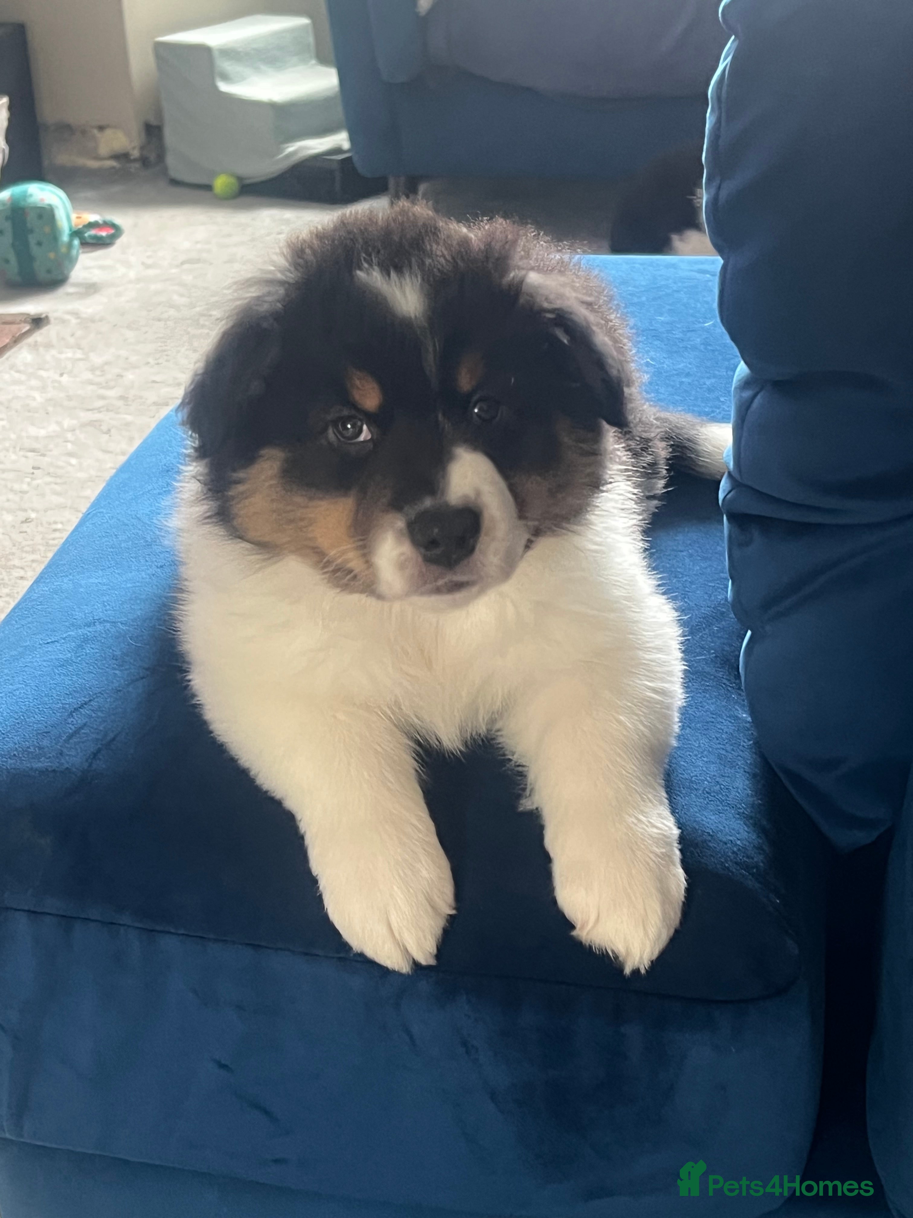 Australian Shepherd dogs for sale: Australian shepherd puppies - Advert 13