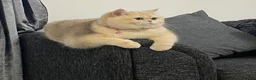 British Shorthair cats for sale: Golden British shorthair  in Rugby - Advert 5