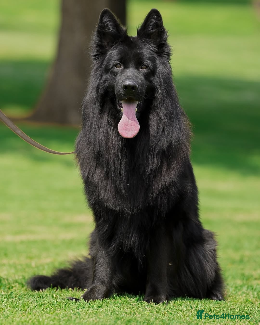 German Shepherd dogs for sale: Stunning German Shepherd Puppies  - Image 4