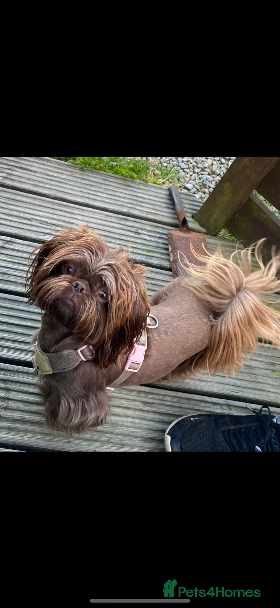 Shih Tzu dogs for sale: 💙3 shihtzu boys available now💙 - Advert 11