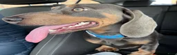 Miniature Dachshund dogs for stud: Blue & Tan Quality Stud Produces Unreal Colours 💙 - Advert 4