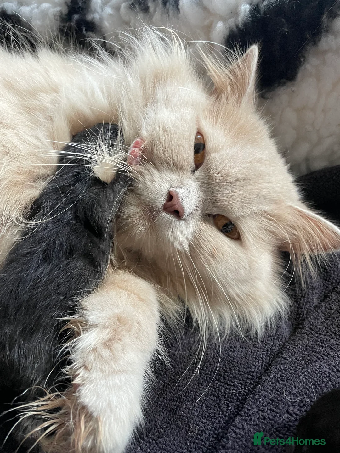 British Longhair cats for sale: Stunning litter of British long hair - Advert 3