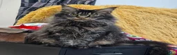 Maine Coon cats for sale: XL stunning maine coon kittens - Advert 11