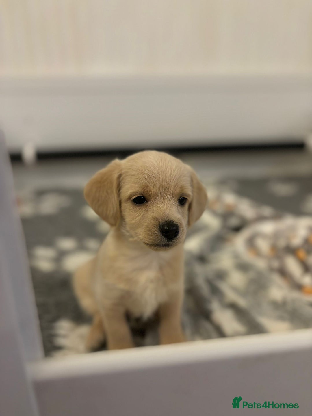 Chipoo dogs for sale: Chipoo - Advert 12