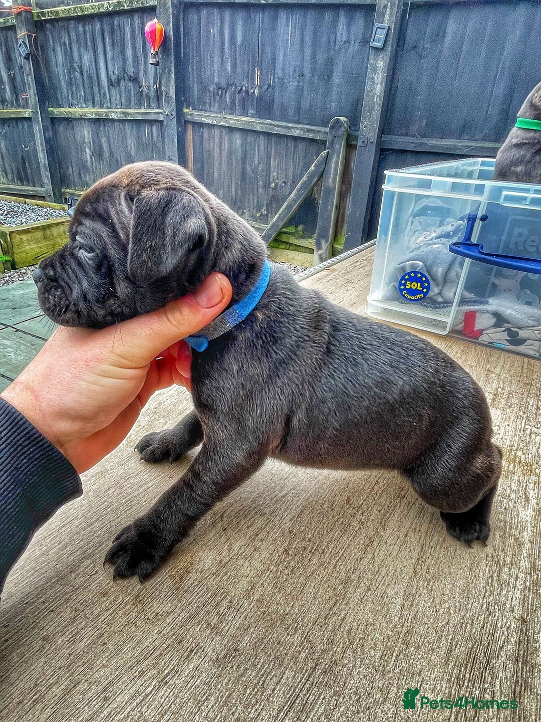 Staffordshire Bull Terrier dogs for sale: Staffordshire bull terrier puppies - Advert 9