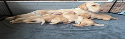 Labrador Retriever dogs for sale: Labrador puppies for sale 3 females left  - Advert 5