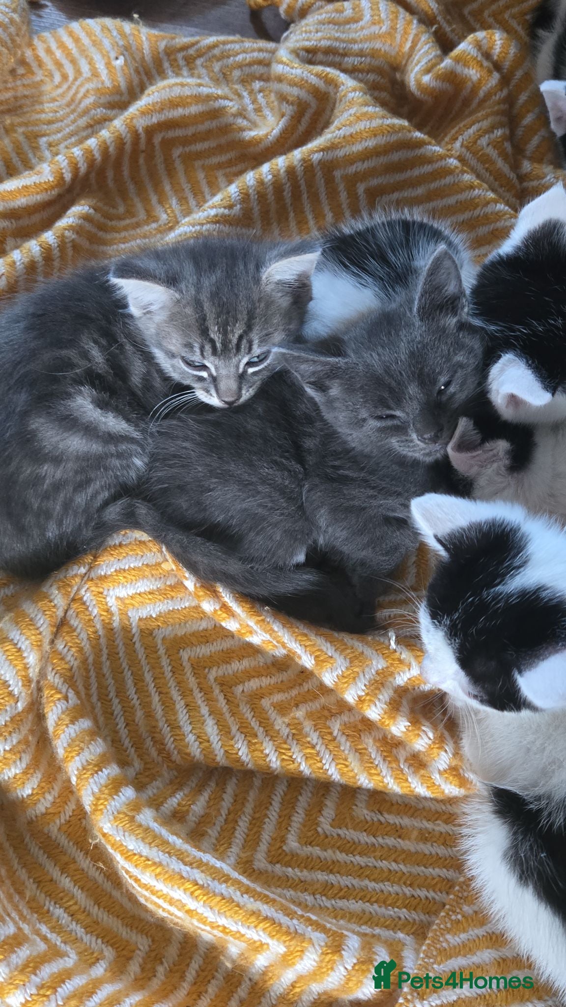 Mixed Breed cats 7xKittens🐈‍⬛️🐈 - Advert 16