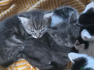 Mixed Breed cats 7xKittens🐈⬛️🐈 - Advert 1
