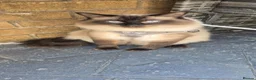 Ragdoll cats for sale: Pure Ragdoll KIttens - Advert 5