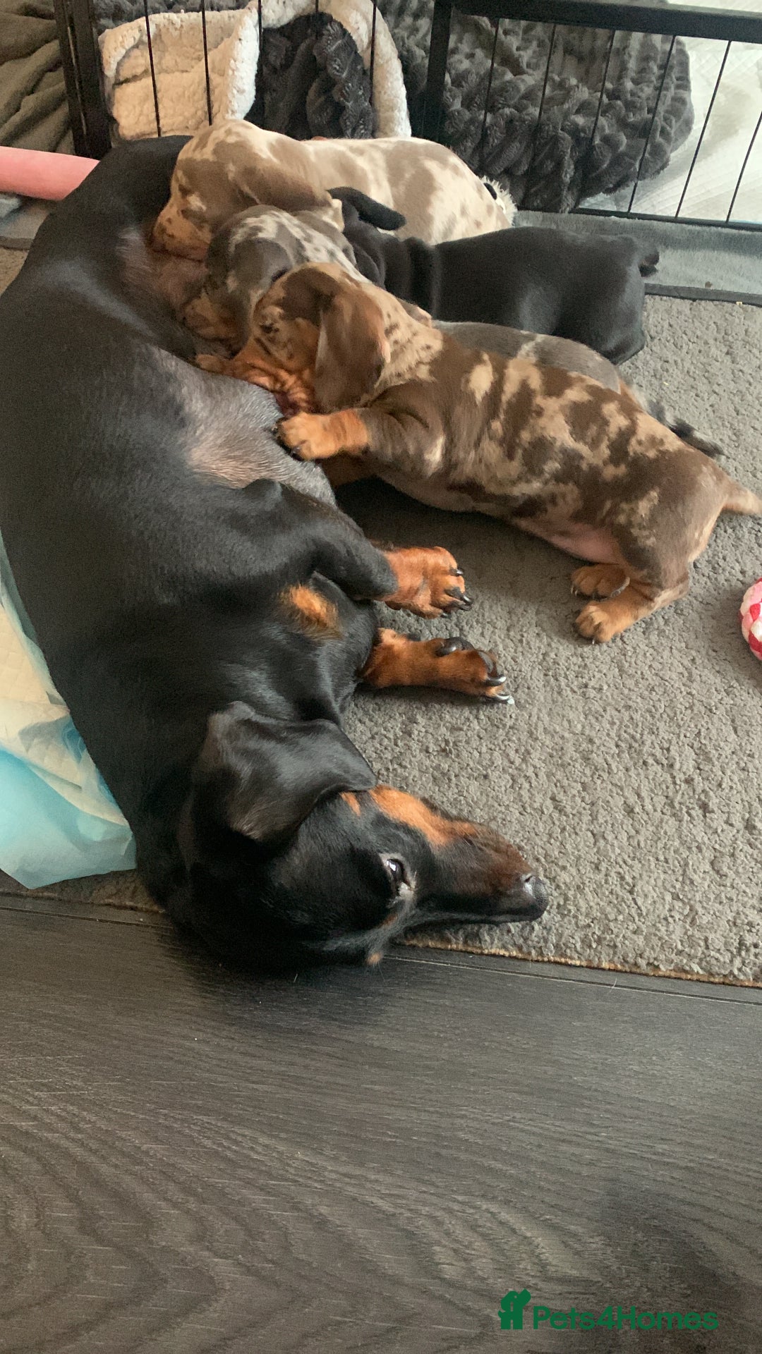 Miniature Dachshund dogs for sale: Beautiful 10 week old dapple pups available  - Image 13