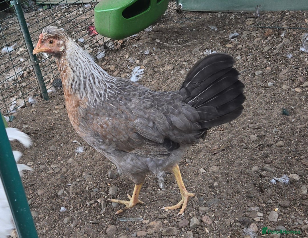 Chickens poultry for sale: Legbars - Image 2