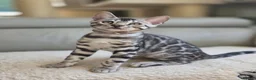 Bengal cats for sale: Gorgeous Health Tested Bengal Kittens  - Advert 8