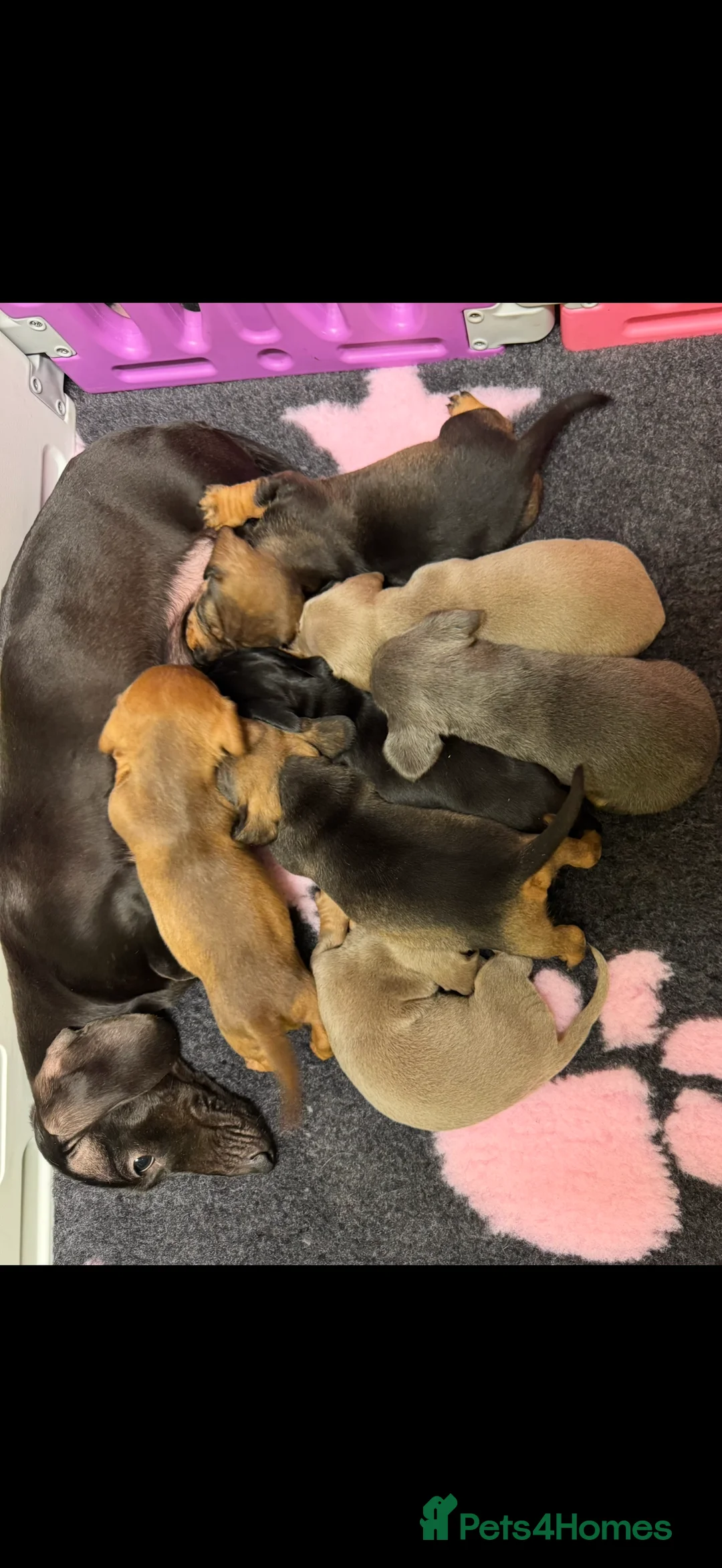 Miniature Dachshund dogs for sale: Miniature dachshund puppies in Marlborough - Advert 3