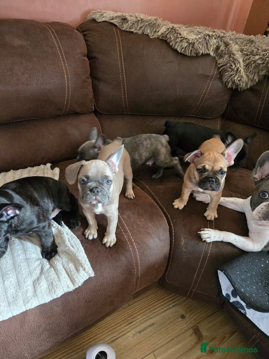 French Bulldog dogs for sale: 5 beautiful healthy French bulldogs. - Image 3