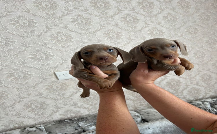 Dachshund dogs - Advert 1