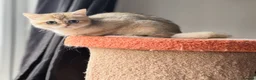 British Shorthair cats for sale: Golden black ticked odd eyes BSH  - Advert 2