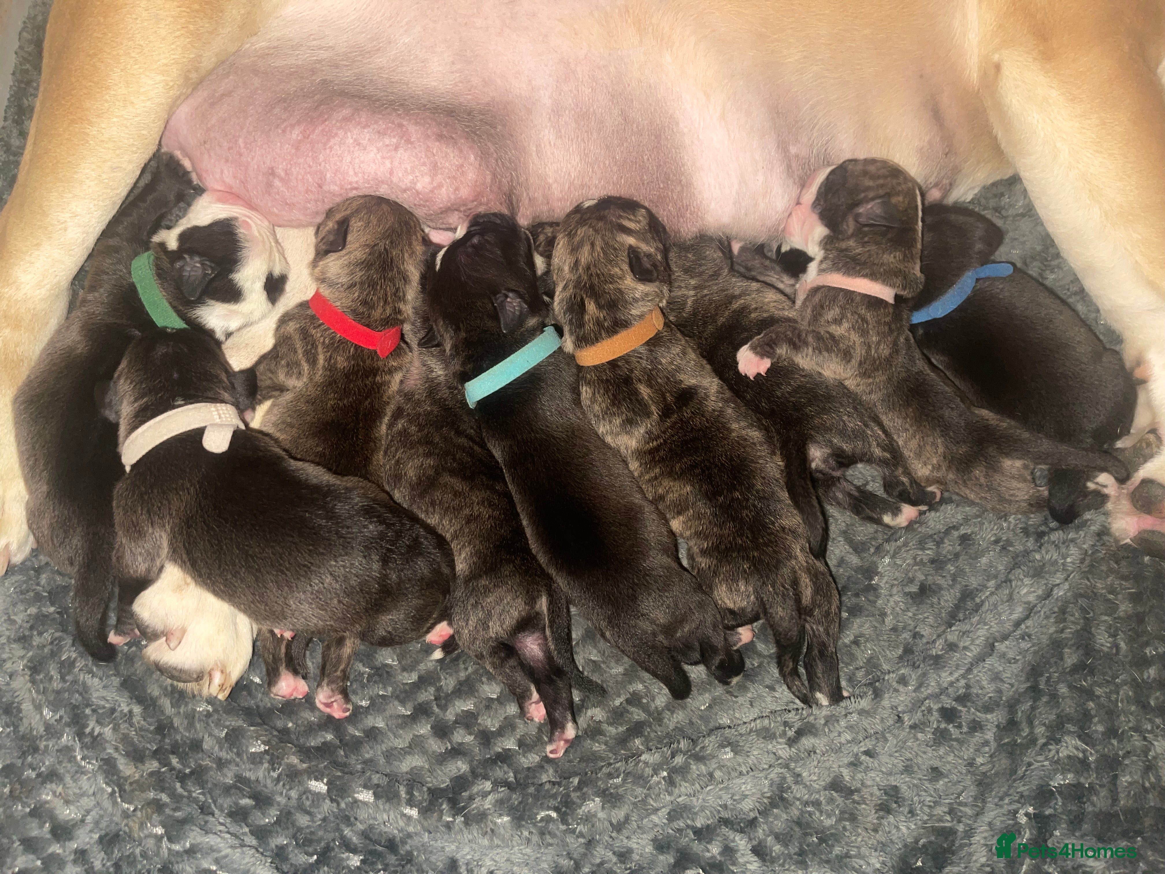 Mixed Breed dogs Old tyme English bulldog x - Advert 1