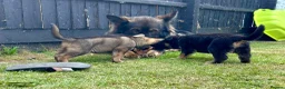 German Shepherd dogs for sale: 1 YR OLD FEMALE SABLE RKC REG’D AVAILABLE - Advert 3