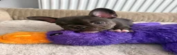 French Bulldog dogs for sale: Three stunning male French bulldogs for sale in Manchester - Advert 5