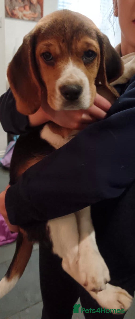 Beagle dogs Pedigree Beagle Puppies – one female left  - Advert 12