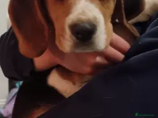 Beagle dogs Pedigree Beagle Puppies – one female left - Advert 12