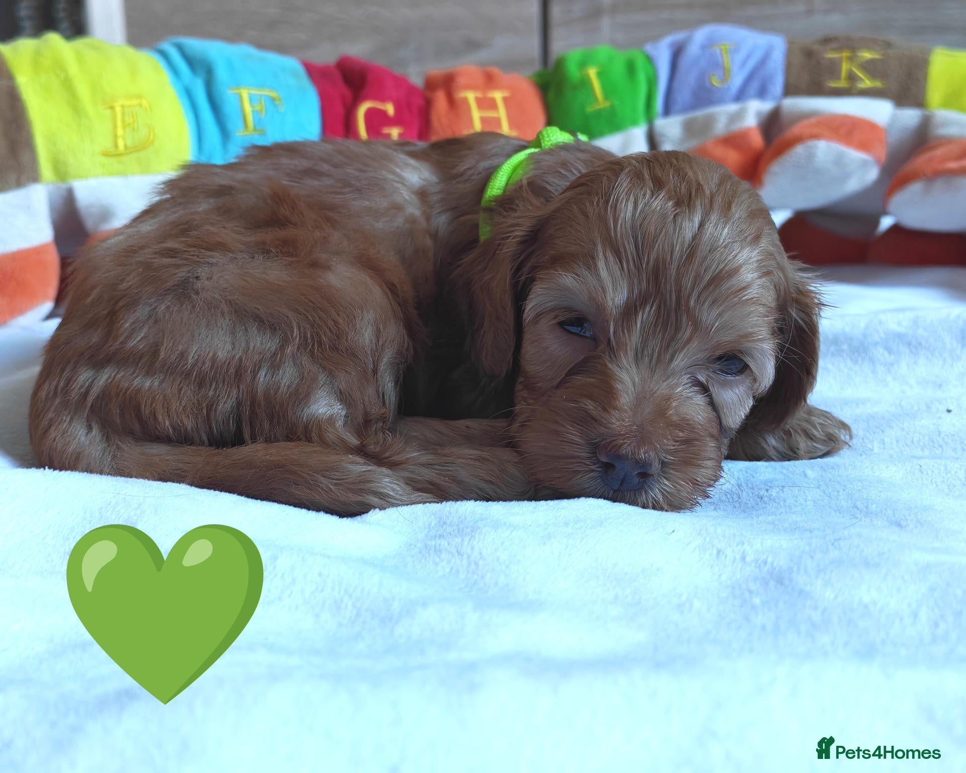 Cockapoo dogs F1 Cockapoo puppies fully DNA tested parents  - Advert 1