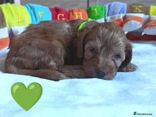Cockapoo dogs F1 Cockapoo puppies fully DNA tested parents - Advert 1