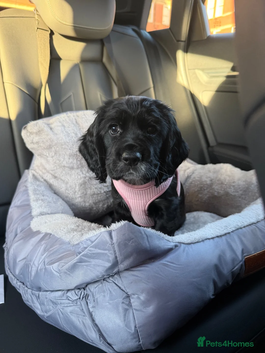 Cocker Spaniel dogs for sale: Cocker Spaniel Puppy  in Leigh - Advert 2