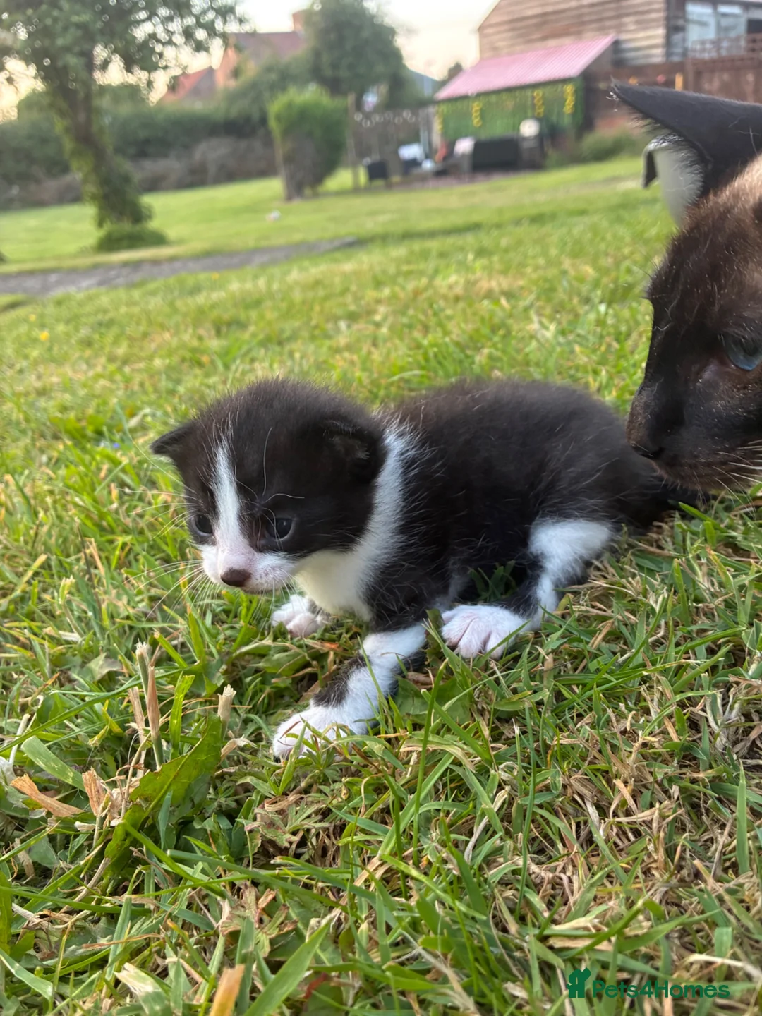 Egyptian Mau cats for sale: 🐱 Egyptian mew tabby cross Maine coon kittens🐱 - Advert 11