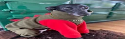 Whippet dogs for sale: Gorgeous family dogs looking for loving homes  - Advert 22