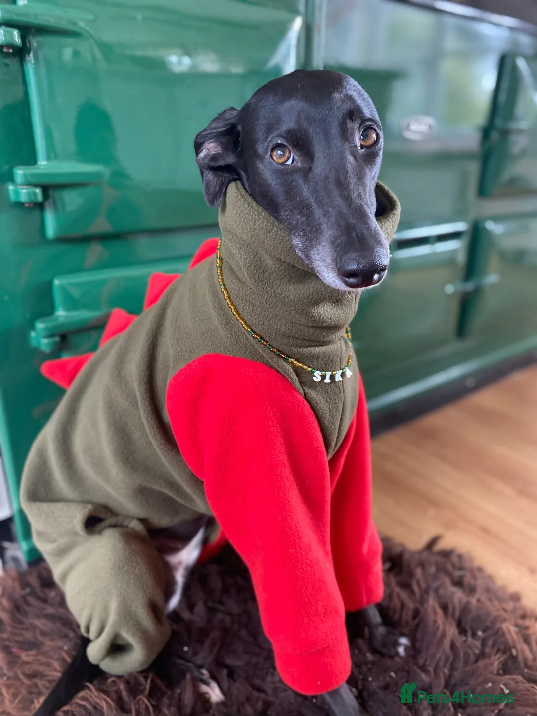 Whippet dogs for sale: Gorgeous family dogs looking for loving homes  - Advert 22