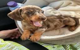 Miniature Dachshund dogs for sale: Beautiful miniature dachshund puppy - Image 4
