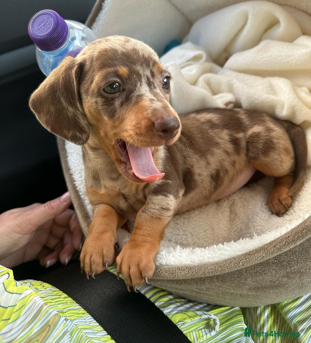 Miniature Dachshund dogs for sale: Beautiful miniature dachshund puppy - Image 4