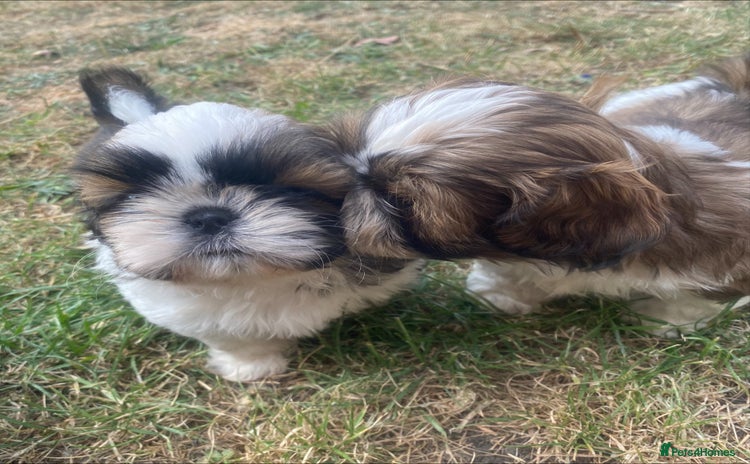 Shih Tzu dogs - Advert 1