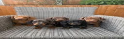 Miniature Dachshund dogs for sale: Miniature dachshund puppies - Advert 1