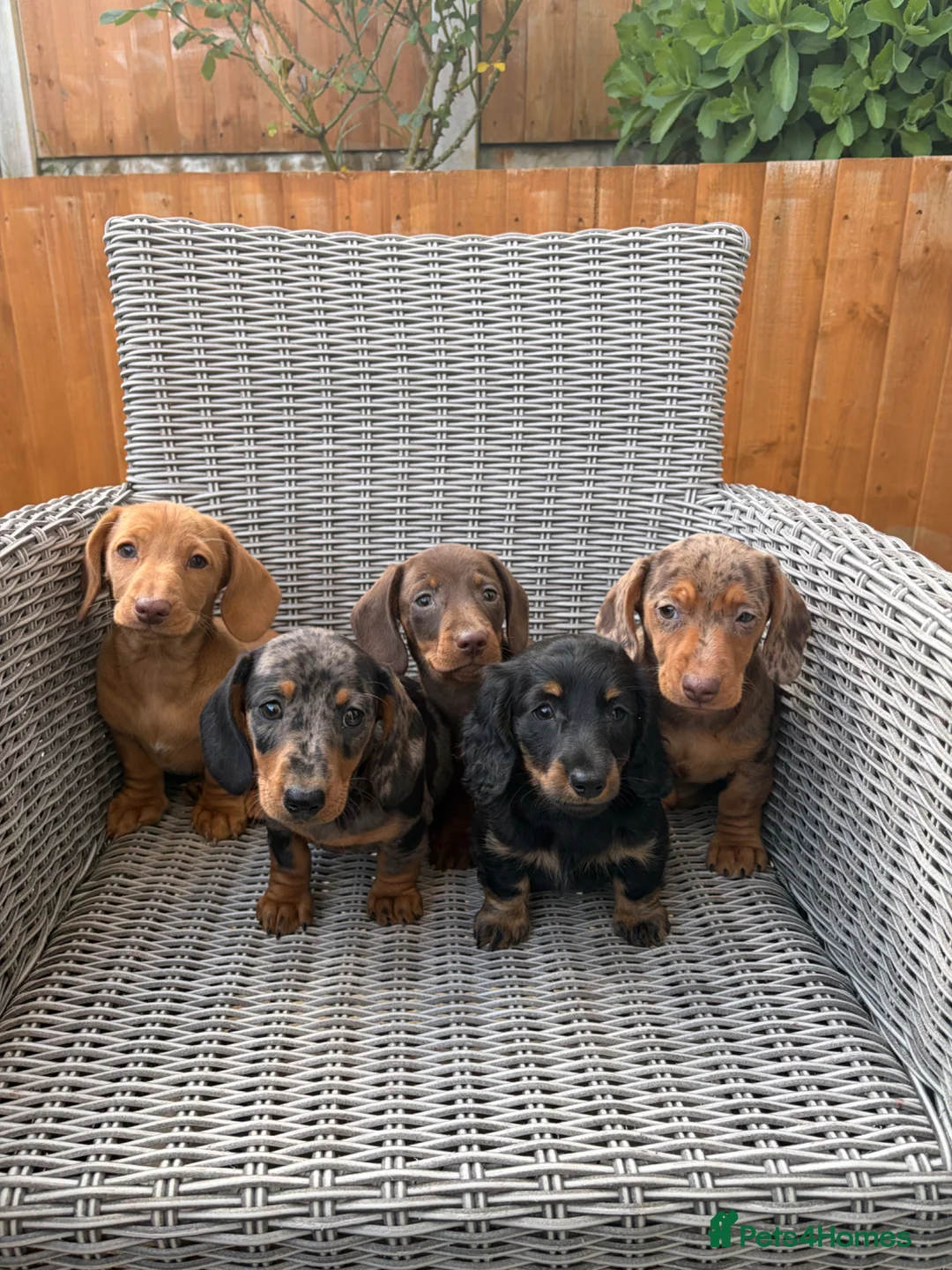 Miniature Dachshund dogs for sale: Miniature dachshund puppies - Advert 1