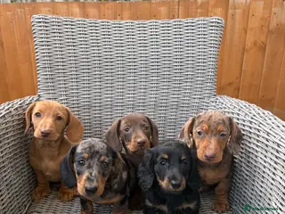 Miniature Dachshund dogs Miniature dachshund puppies - Advert 1
