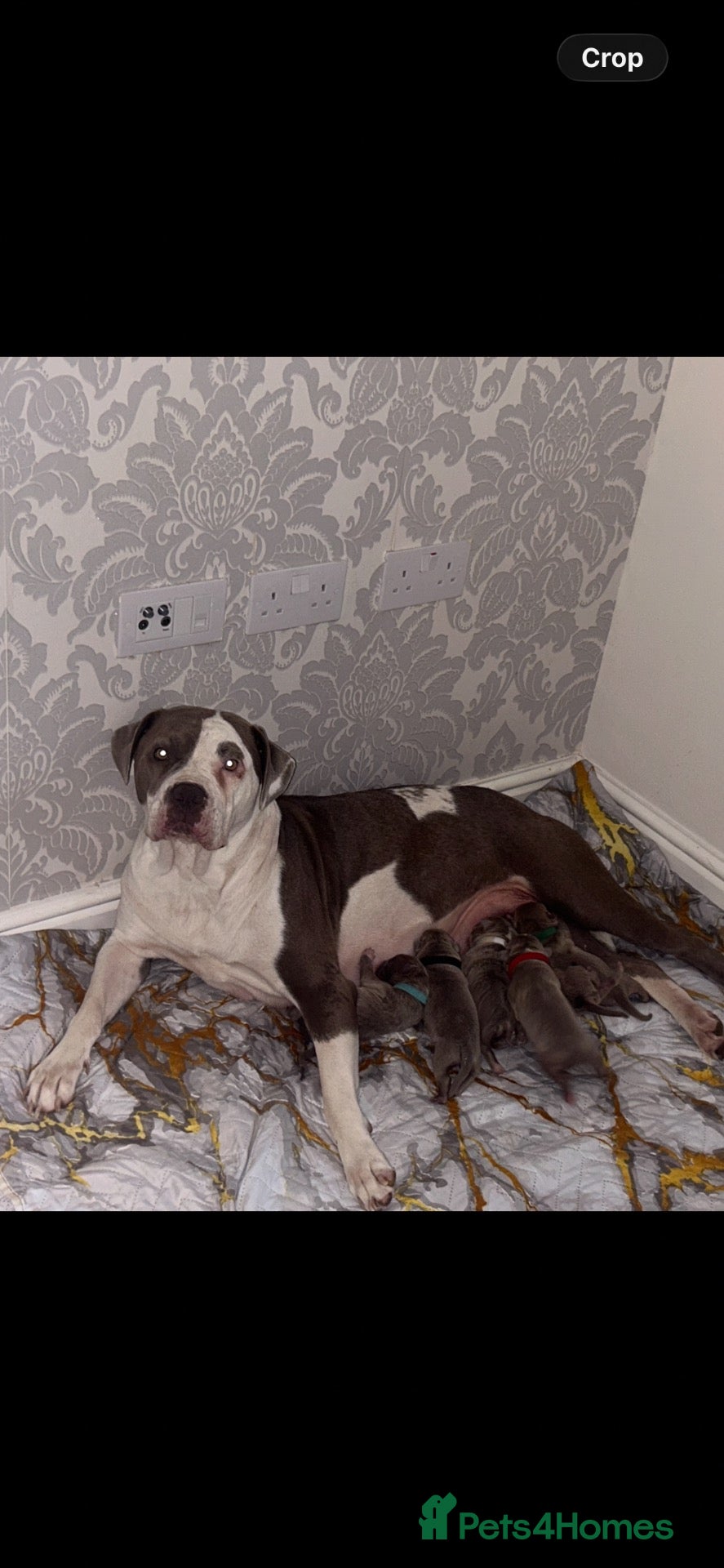 Mixed Breed dogs American bulldog puppies - Advert 1