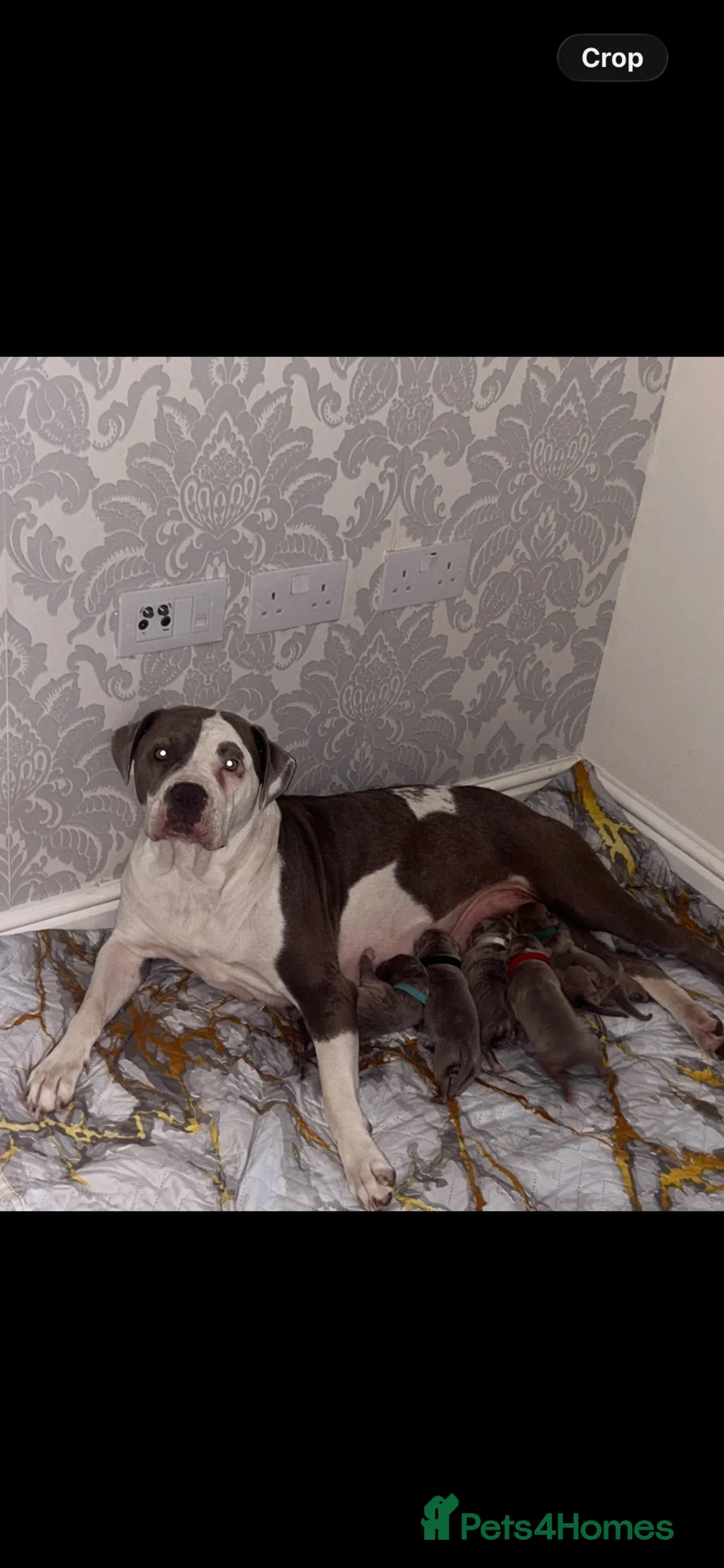 Mixed Breed dogs for sale: American bulldog puppies in Reading - Advert 1