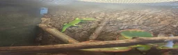 Gecko reptiles for sale: Madagascan giant day gecko - Advert 4
