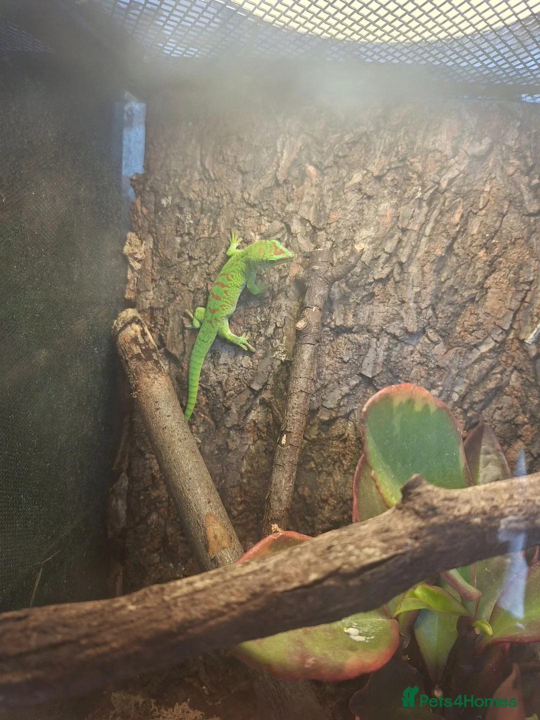 Gecko reptiles for sale: Madagascan giant day gecko - Advert 4