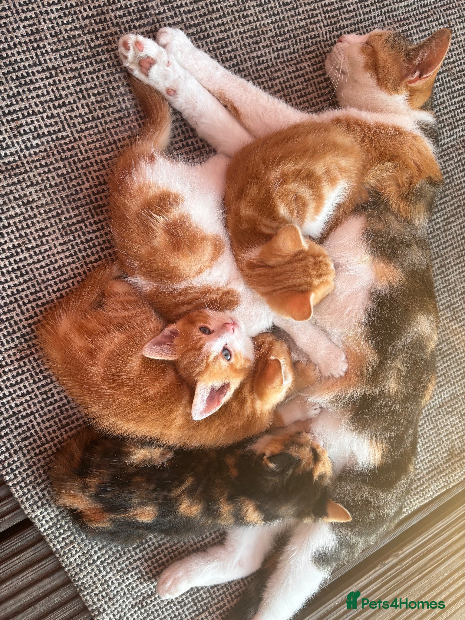 British Shorthair cats 3kittens white ginger - Advert 1