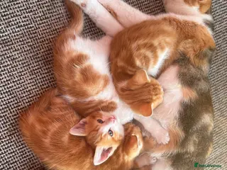 British Shorthair cats 3kittens white ginger - Advert 1