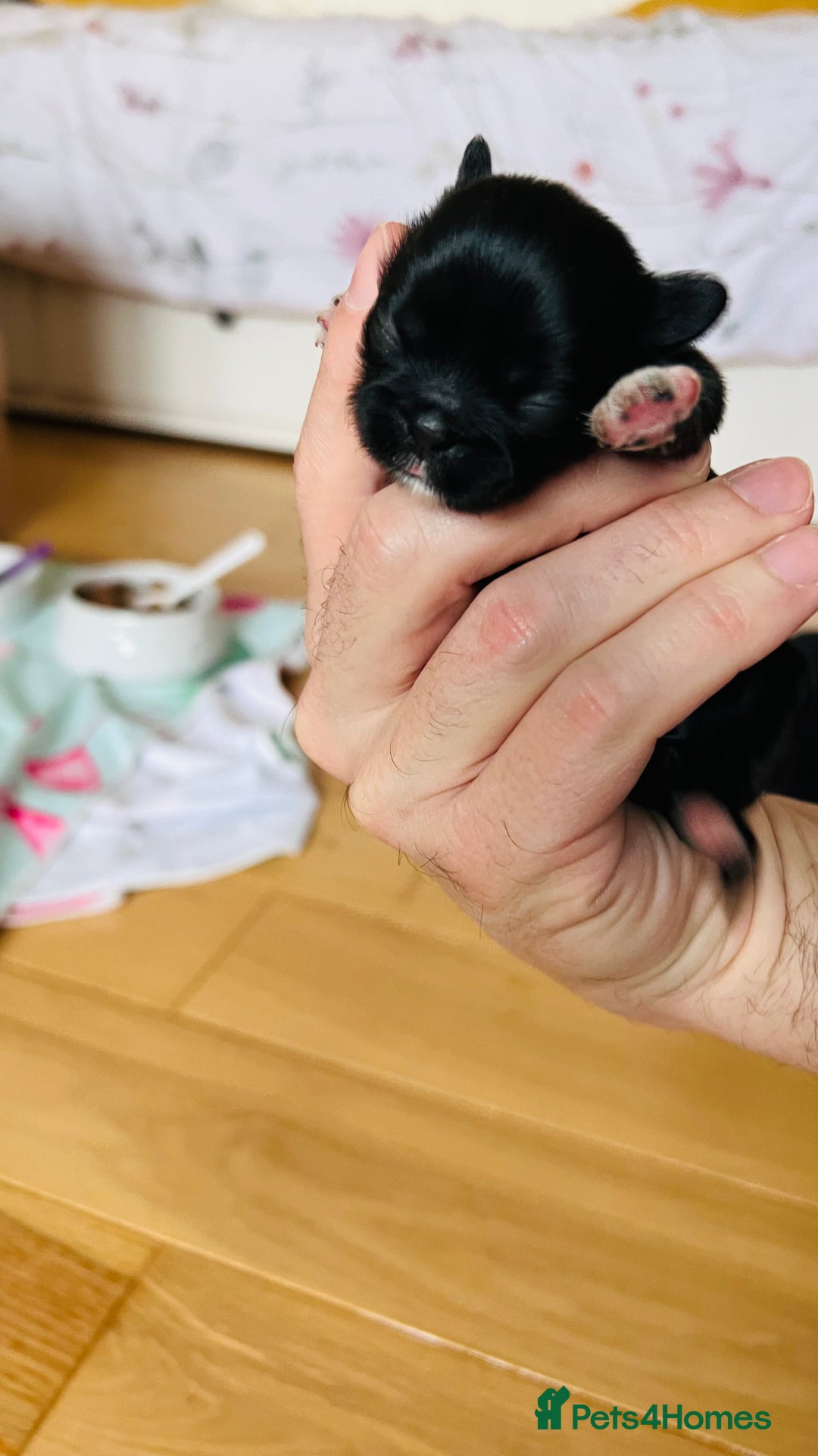 Shih Tzu dogs for sale: Shih Tzu Puppies - Advert 3